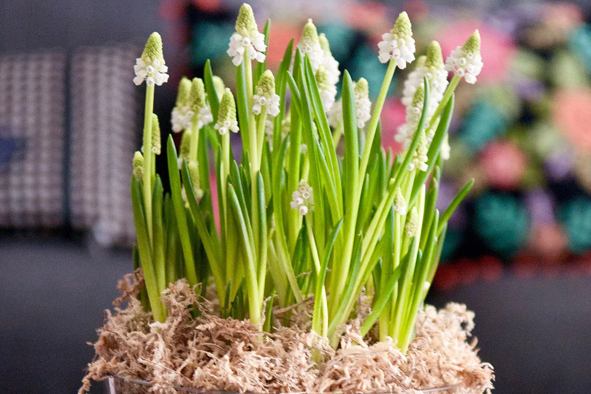 Lounge flowers